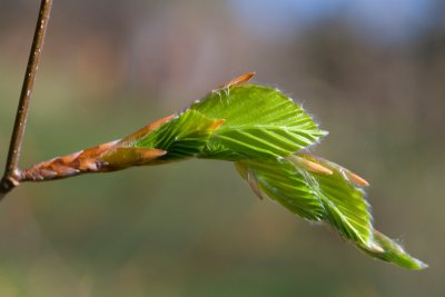 Fagus japonica - buk japonský - list jaro